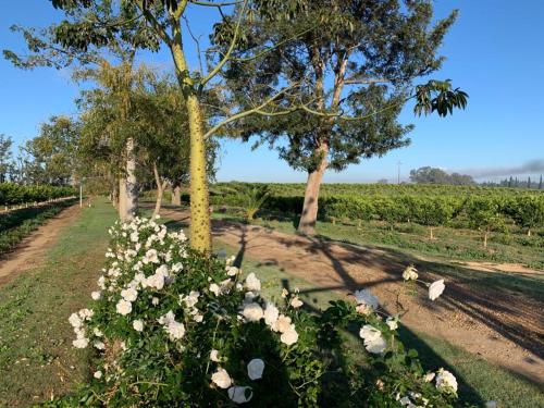 a bunch of white roses in a garden at Gerald's Gift Guest House in Addo