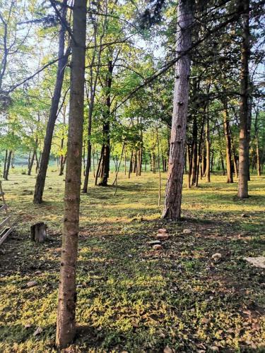 a group of trees in a field with grass at Konaciste Mali Izvor in Boljevac