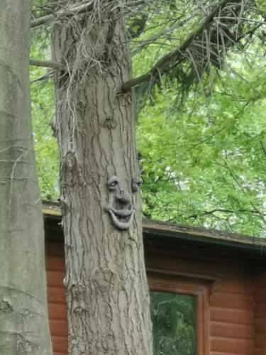 a face carved into the side of a tree at Fern Lodge in Louth