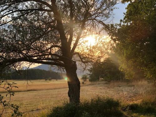a tree in the middle of a field with the sunset at La grande maison dans la prairie in Caille