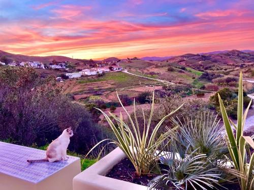 a cat sitting on a balcony watching the sunset at casa paz tavira in Tavira