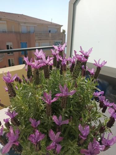 Une bande de fleurs violettes dans une plante dans l'établissement Attico Victoria Palace suggestivo e spettacolare, à Menton