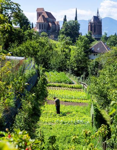 a man standing in a field of crops at Hotel Finkennest - Panoramic Garden Resort in Schenna