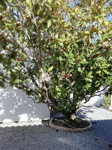 a bonsai tree in a pot on the ground at Studio in Challans