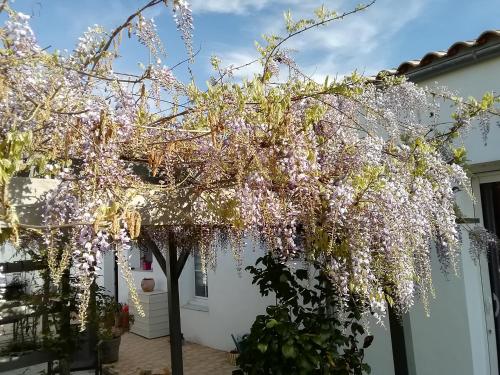 a wisteria tree in front of a white house at Studio in Challans