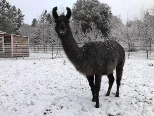a llama standing in a field covered in snow at Cozy Wild West Covered Wagon next to River in Grants Pass