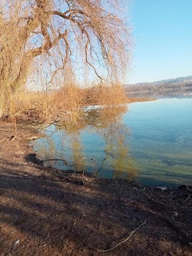 a tree hanging over a body of water at Casa marlene in Orino