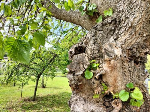 a close up of the trunk of a tree at B&B Terre Di Bea in Pederobba
