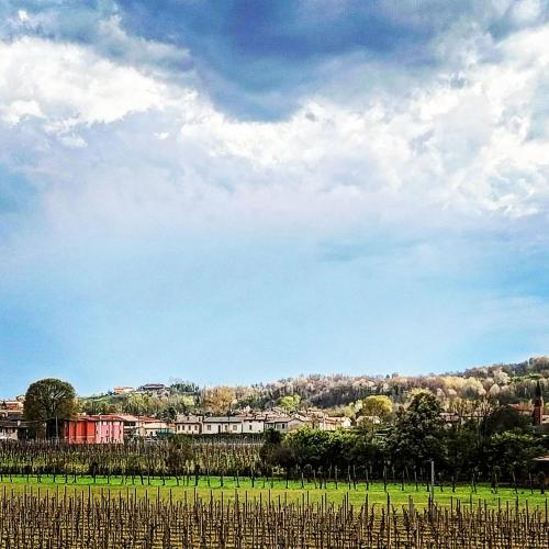 a view of a vineyard with a field and sky at B&B Terre Di Bea in Pederobba