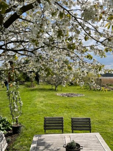 a picnic table with two benches under a flowering tree at Ars Vivendi in Strasen
