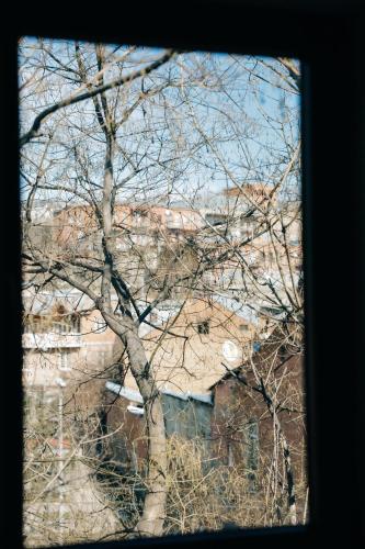 a tree with no leaves in front of a building at D and D hotel in Tbilisi City