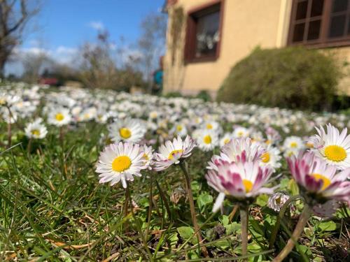 Galeriebild der Unterkunft Fewo Abendrot in Insel Poel