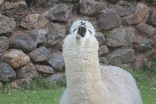 a llama with its mouth up in the air at Killari B&B in Ollantaytambo