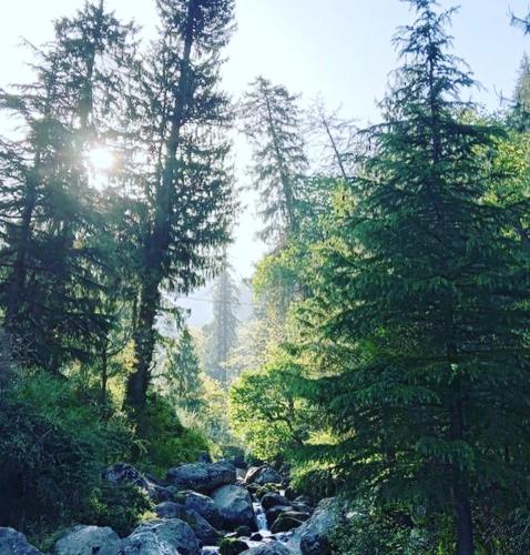 a stream in the middle of a forest with trees at Mystic Vibes - Jibhi in Jibhi