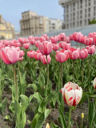 a bunch of pink flowers in a field at Однокімнатні апартаменти на Майдані, дистанційне заселення 24х7 in Kyiv