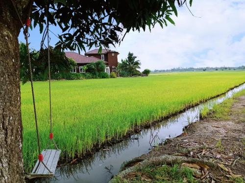 a swing hanging from a tree next to a rice field at Izz Homestay Sawah Padi Sungai Besar ! in Kampong Parit Ten