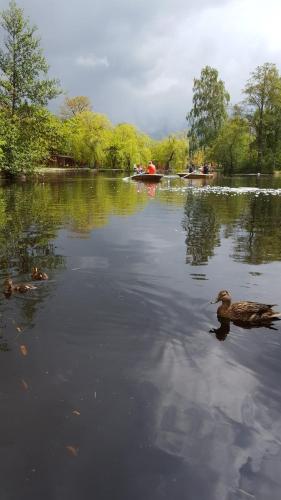 two ducks swimming in a river with a boat at Edit Villa in Matrafured