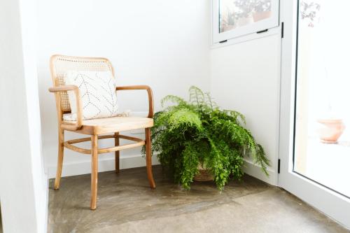 a chair and a plant in a room at Dreamsea Surf House Fuerteventura in Corralejo