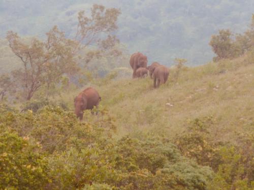 a herd of elephants walking up a hill at Ahaspokuna by Eco Team in Belihul Oya