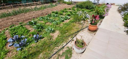 a garden with several plants and flowers and a sidewalk at Georgia Apartments in Paphos City