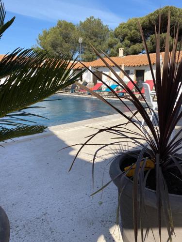 a plant in a pot next to a body of water at Hôtel du Pont Blanc in Saintes-Maries-de-la-Mer