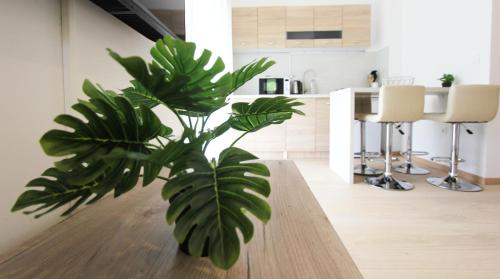 uma planta verde sentada numa mesa de madeira numa cozinha em Cozy one bedroom apartment in Tivat em Tivat