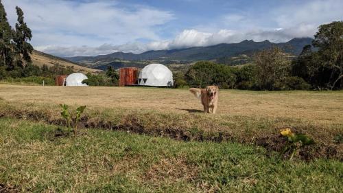 a cow standing in a field next to a tent at La Meca Glamping in Guasca