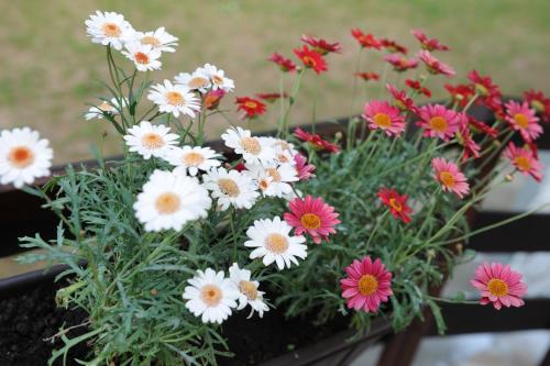 a bunch of white and pink flowers in a pot at Vikend-kuca Vevericji Kraj in Vranić