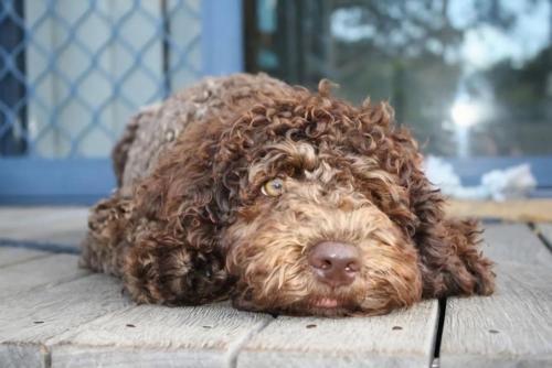 a brown dog laying on a wooden floor at Convent Cottage - Pet-Friendly Central Yamba Escape - Holiday Yamba in Yamba