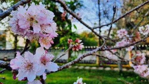 a bunch of pink flowers on a tree branch at 埔里夏都華蔓山林日式會館 Puli Huaman Villa in Puli