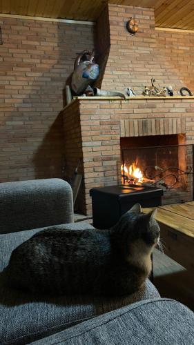 a cat sitting on a couch in front of a fireplace at HOTEL KAZBEGI 1963 in Stepantsminda