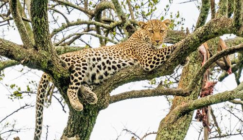 a leopard is sitting in a tree at Saruni Eagle View in Naboisho