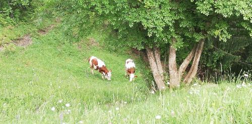 two cows grazing in a field next to a tree at Agriturismo Ferienhof Gschloier - Adults only in Laion