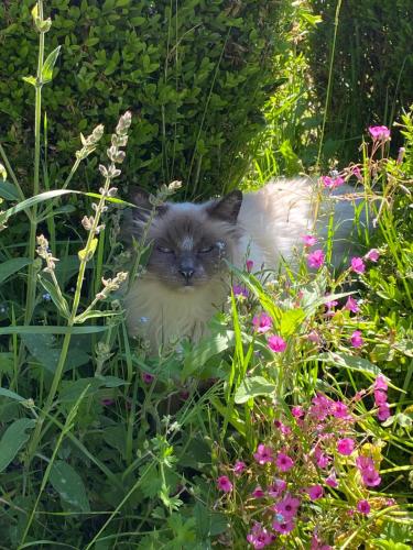 Afbeelding uit fotogalerij van Clos de Bartinquie in Lalinde