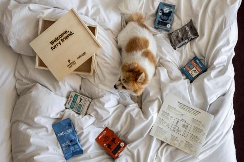 an orange and white cat laying on a bed with toys at Pousada Palacio de Estoi – Small Luxury Hotels of the World in Estói