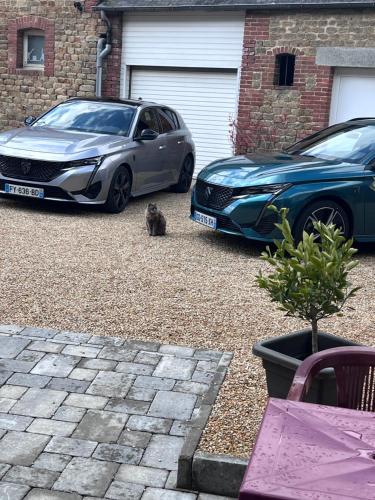 a cat sitting next to two cars in a driveway at Au Père Tranquille in Tinchebray