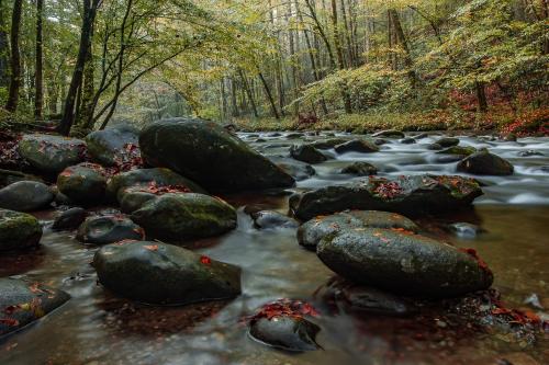 Lazy Bear Den photo 38