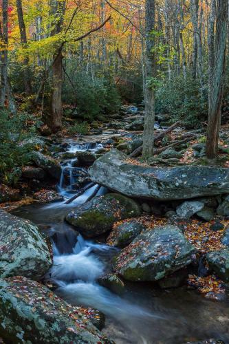 a stream in the woods with rocks and trees at Lazy Bear Den in Sevierville