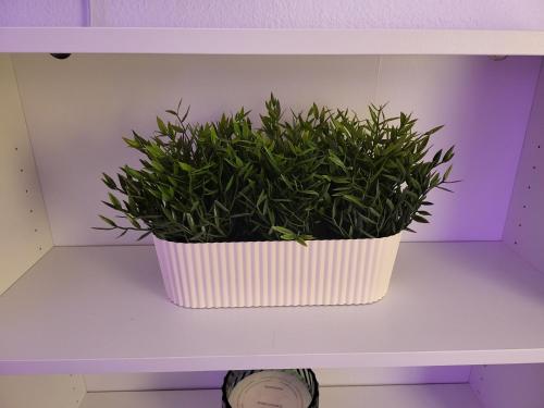 a plant in a white pot on a shelf at Appartement zen et calme, centre ville in Vendôme