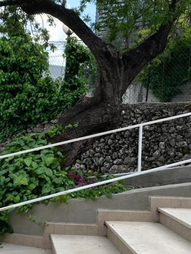 a tree sitting next to a stone wall with stairs at Albergo pensione Bianco in San Giovanni Rotondo