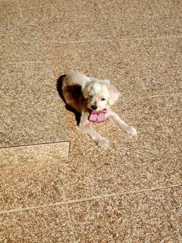 a dog laying on the floor with a pink bow in its mouth at Casa em Condomínio com Piscina Privativa in Araruama