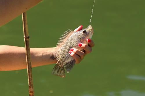 a hand holding a fish on a string at Chales em Salesopolis - Recanto da Barra in Salesópolis