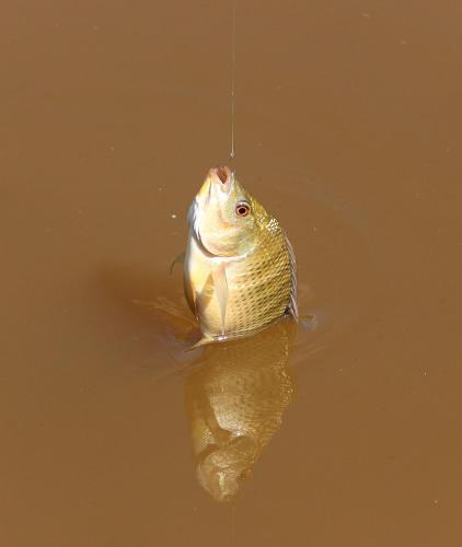 a fish hanging from a string in the water at Chales em Salesopolis - Recanto da Barra in Salesópolis