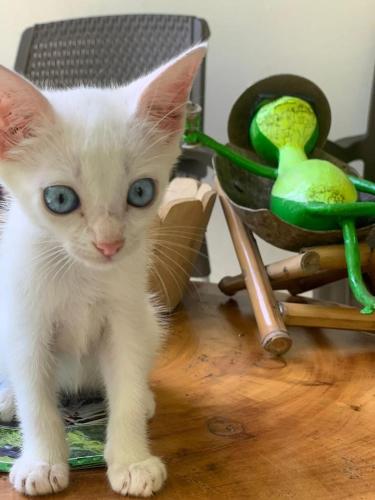 a white kitten with blue eyes standing on a wooden floor at Eco-Glamping Shalom in Mariquita