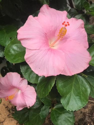 two pink hibiscus flowers with green leaves at Kaputar Motel in Narrabri