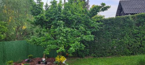 a tree in a garden next to a hedge at Vila Jovana in Vrdnik
