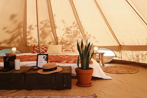 Zimmer mit einem Zelt mit Hut und Pflanze in der Unterkunft Bell Tent Parc Bûten Jubbega in Jubbega-Schurega