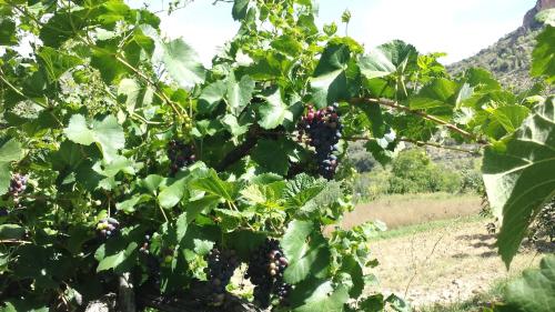 a bunch of red grapes hanging from a tree at Casa Navarrete in El Cuervo