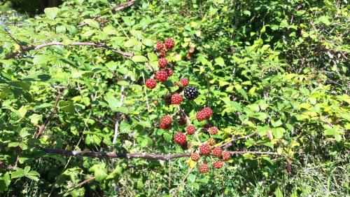 a bunch of berries on a tree with leaves at Casa Navarrete in El Cuervo