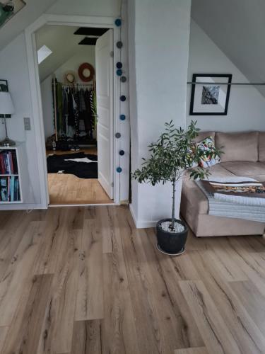 a living room with a couch and a potted plant at Marsvinslund bed and breakfast in Viborg